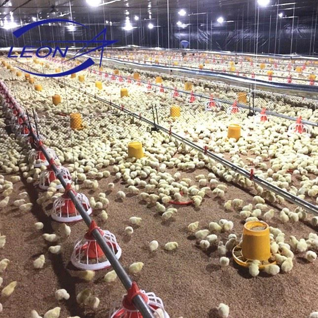 Automatic Broiler Pan Feeding System