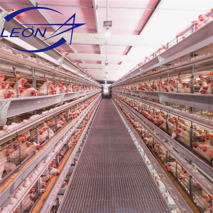 Automatic Poultry Layer Farming Poultry Equipment Automatic Poultry Layer Farming Poultry Equipment