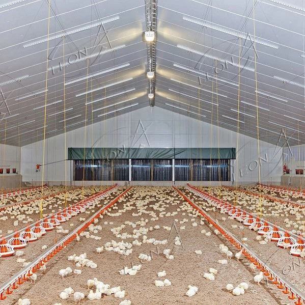 Automatic Poultry Farm Broiler Equipment Price With CE Certificate